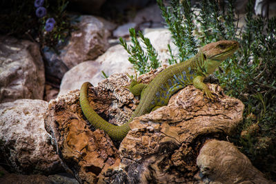 Close-up of lizard on wood