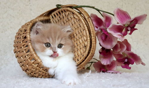 Close-up of cat in basket