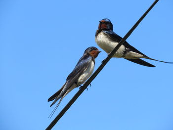 Low angle view of bird perching on cable against clear blue sky