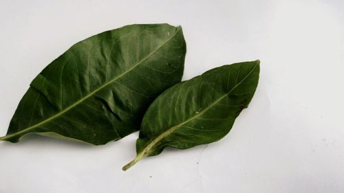 Close-up of green leaves against white background