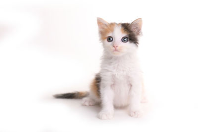 Portrait of kitten on white background