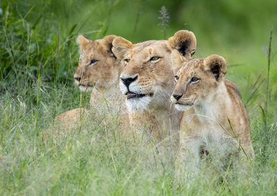 View of cats on grass