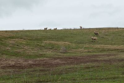 Sheep in a field, adelaide australia 