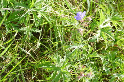 High angle view of purple flowering plants on field