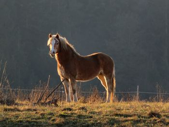 Horse standing in a field