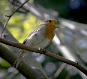 Close-up of bird perching on branch