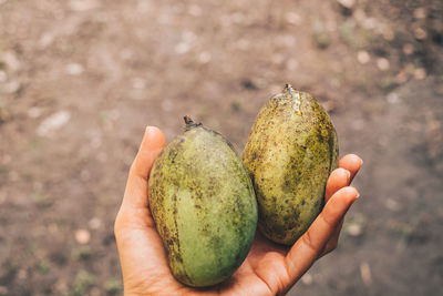 Close-up of hand holding fruit