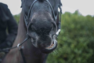 Close-up of horse eating food