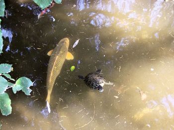 High angle view of fish swimming in sea