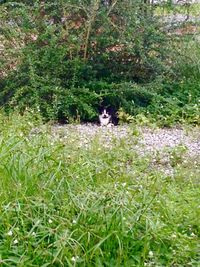 Cat relaxing on grass