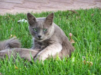 Portrait of a cat lying on grass