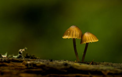 Close-up of mushroom growing outdoors