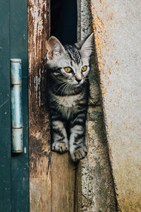 Portrait of cat by door