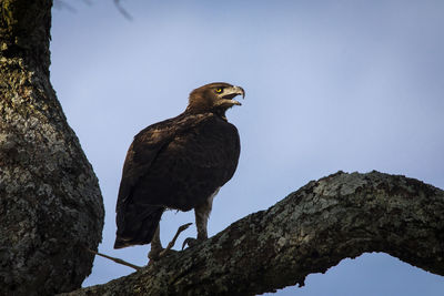 Low angle view of eagle perching on branch