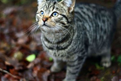 Close-up portrait of cat