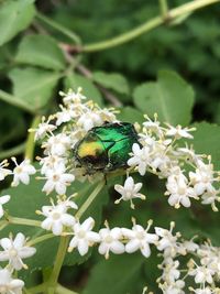 Close-up of insect on white flowering plant