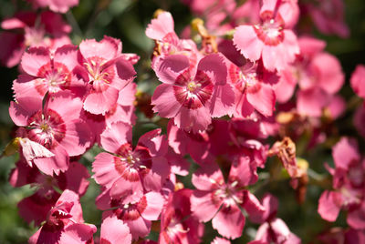 Close-up of pink flowering plants