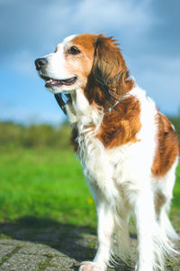 Dog looking away while standing on field against sky
