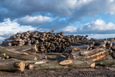 Stack of logs in forest against sky