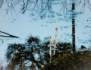 Reflection of trees in water