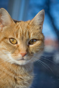 Close-up portrait of cat