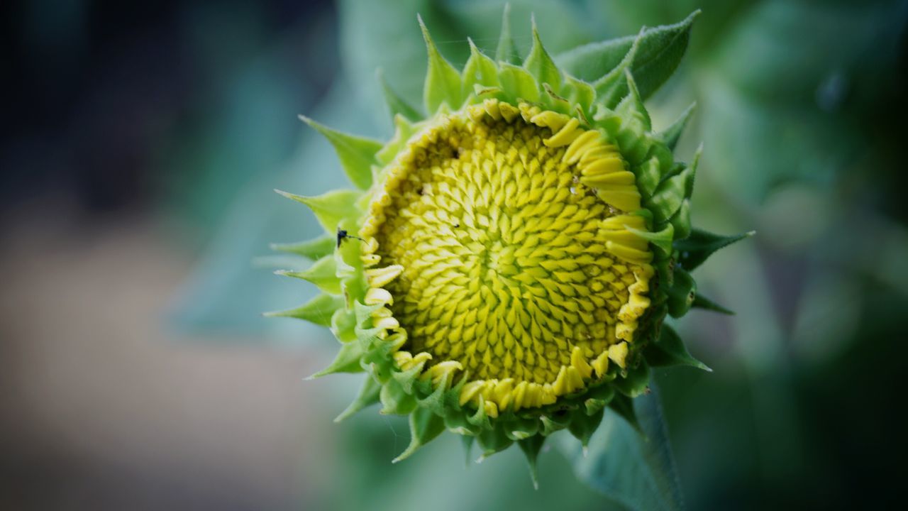 flower, yellow, freshness, growth, close-up, fragility, focus on foreground, flower head, single flower, beauty in nature, petal, plant, nature, green color, sunflower, leaf, selective focus, bud, botany, stem