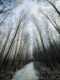 Footpath amidst trees in forest during winter