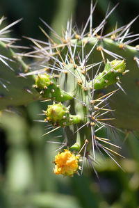 Close-up of spider web on plant