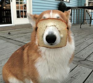 Close-up of dog with bread on porch