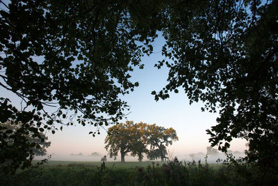 Low angle view of trees in forest against sky