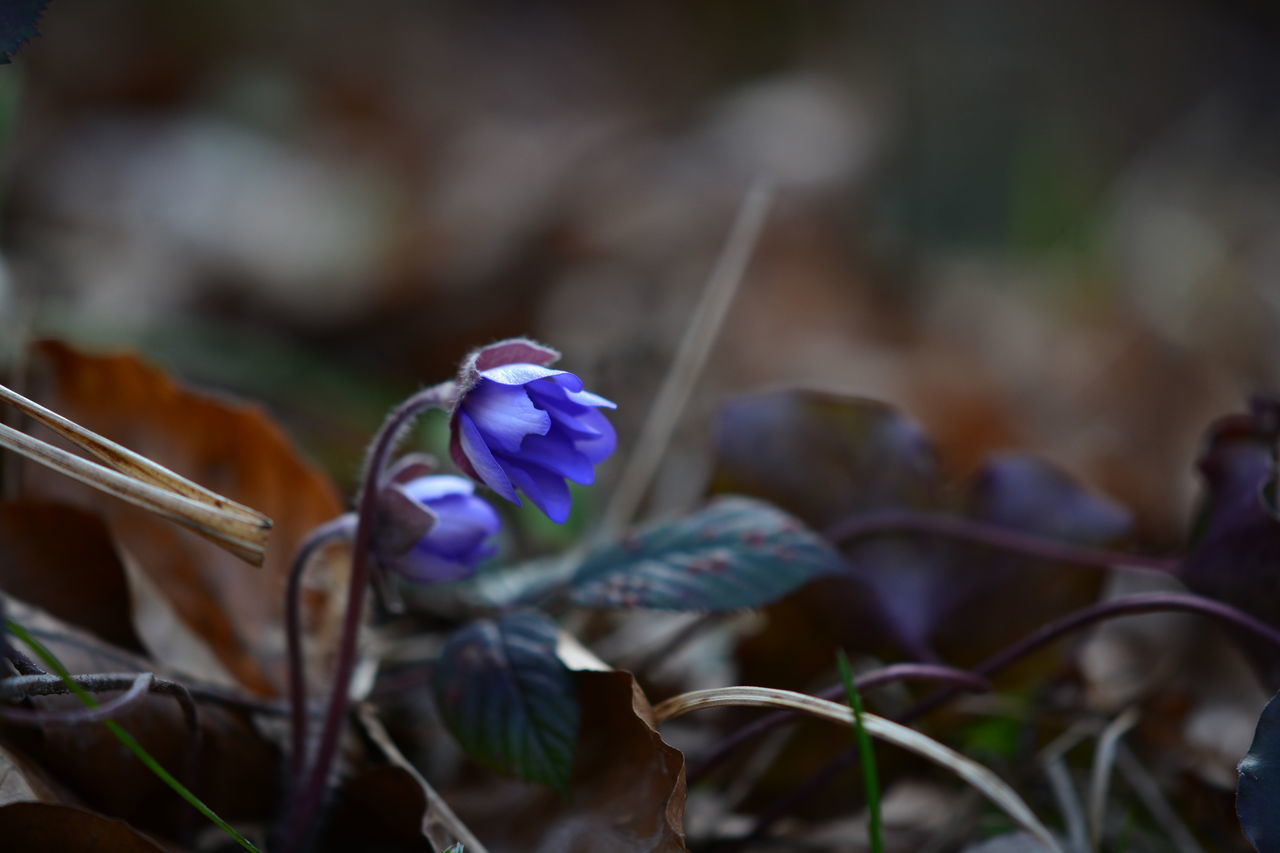 CLOSE-UP OF BLUE FLOWERING PLANTS