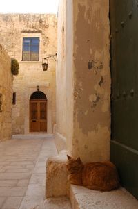 View of a cat on building