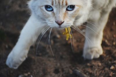 Close-up of cat