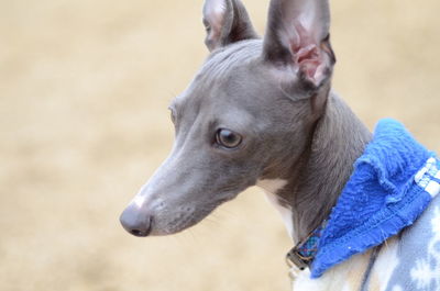 Close-up of dog looking away