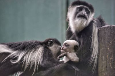 Monkey sitting on a horse