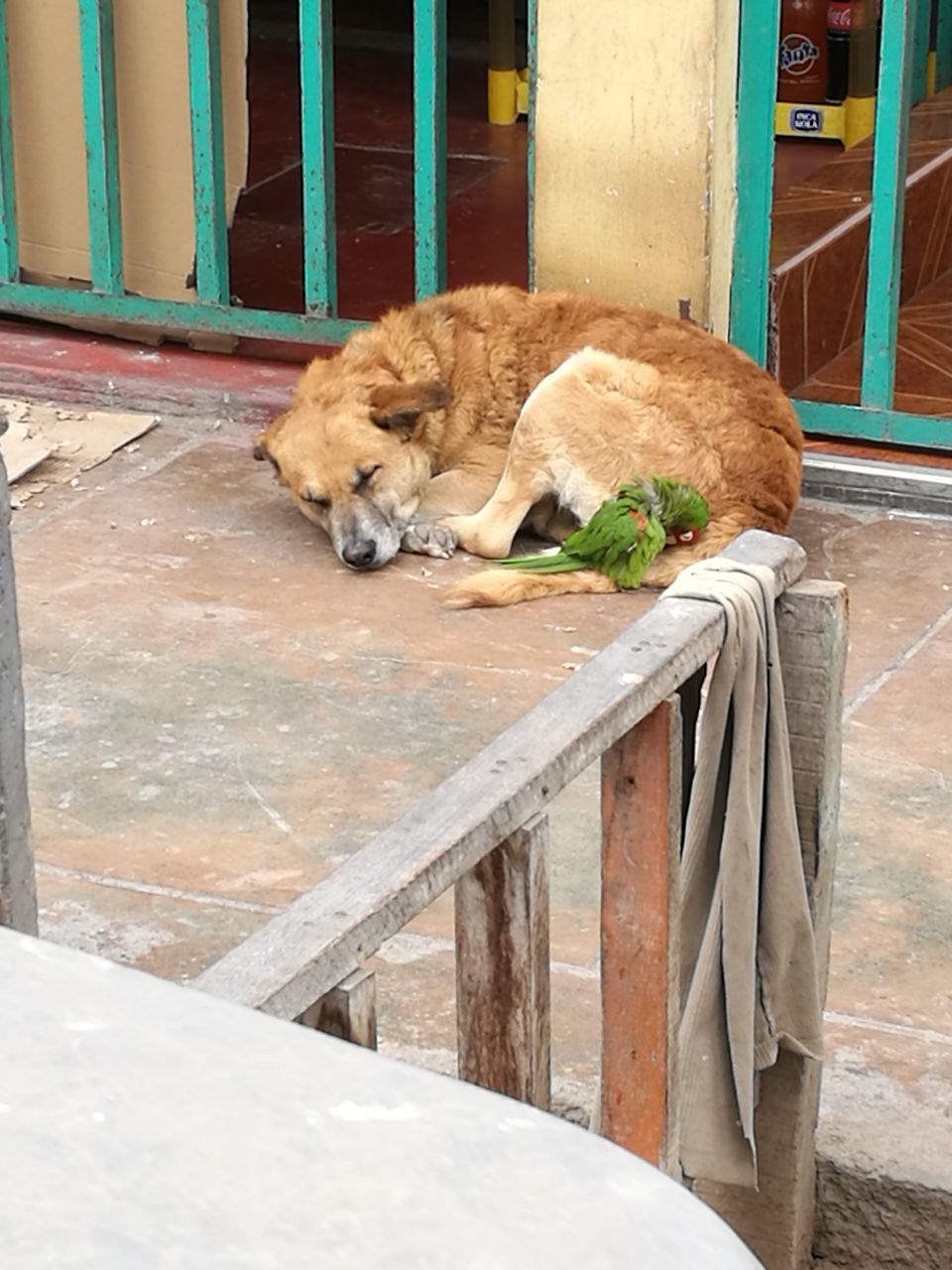 VIEW OF A CAT RESTING