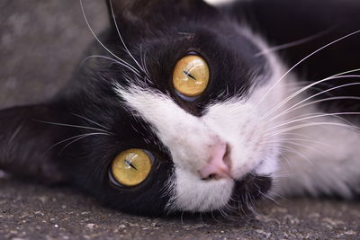 Close-up portrait of cat