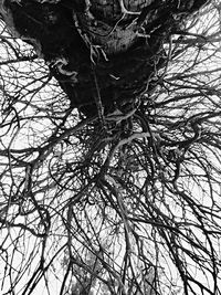 Low angle view of bare tree against sky