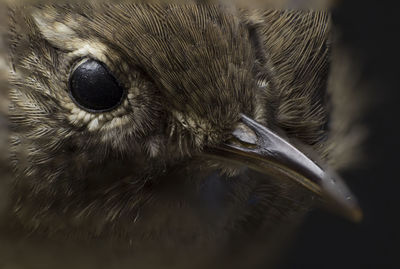 Close-up of a bird