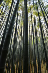 Low angle view of bamboo trees in forest