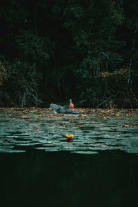 People swimming in river amidst trees in forest