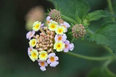 Close-up of flowering plant