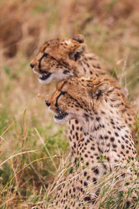 Cheetah on field