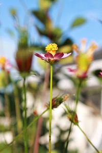 Close-up of flowers blooming outdoors