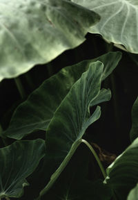 Close-up of green leaves