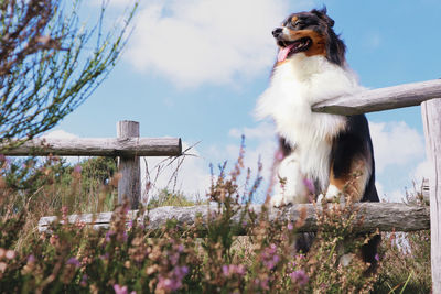 Low angle view of dog on flower tree against sky