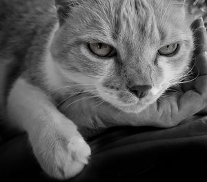 Close-up portrait of a cat