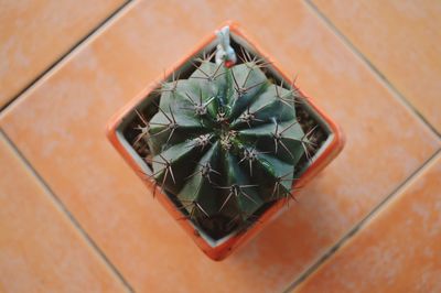 High angle view of potted plants