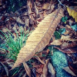 Close-up of leaves on field