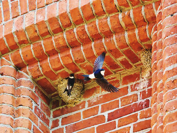 Low angle view of bird perching on wall